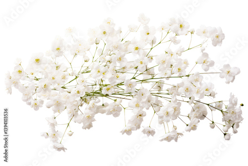 Delicate dry Gypsophila flowers arranged in a natural, loose cluster with small isolated on white background-