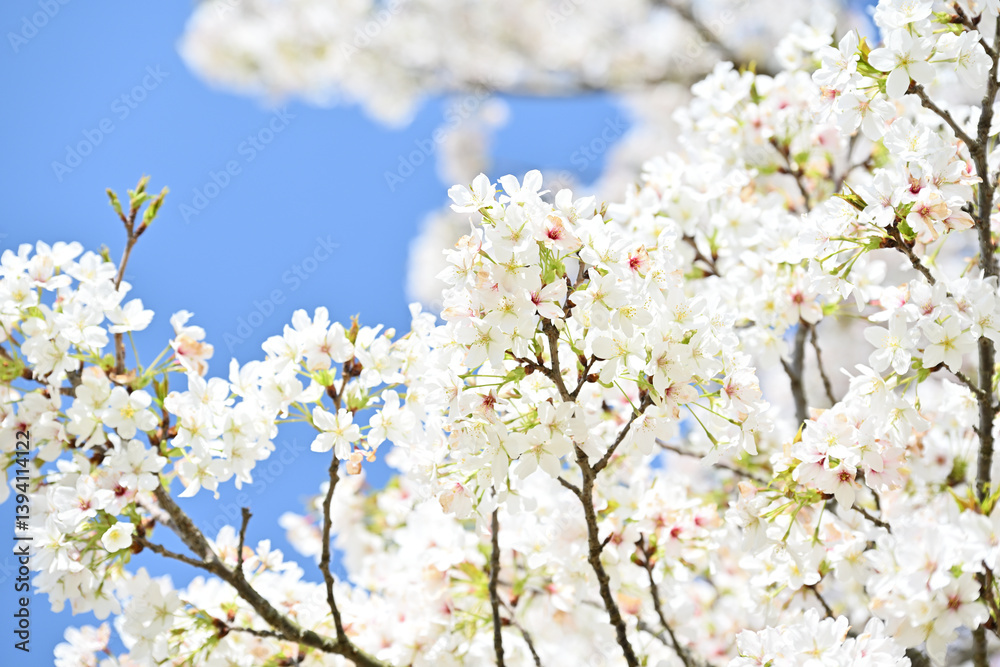 見頃を迎えた満開のソメイヨシノ