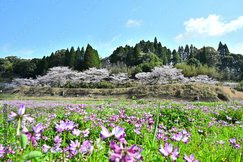 桜並木と蓮華が咲く見頃の風景 桜並木と蓮華が咲く見頃の風景