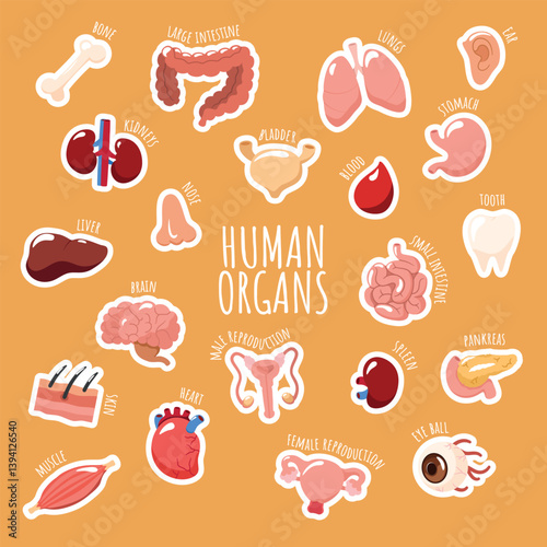 Colorful cartoon-style illustration of human organs. Fun and educational anatomy infographic for kids and medical learning.