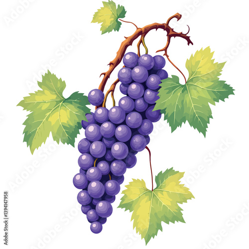 Vsai bunch of purple grapes hanging from vine with green leaves