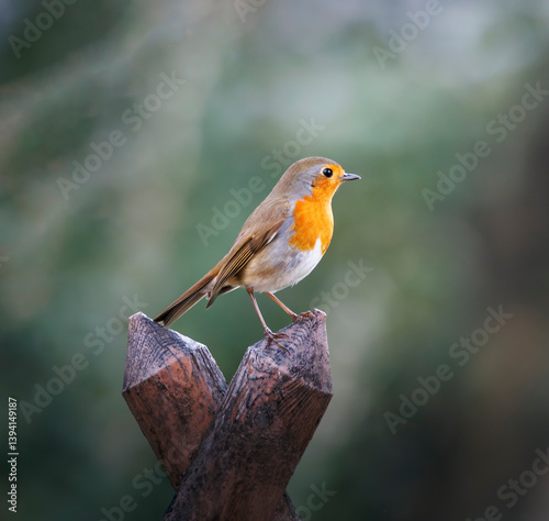 Rouge gorge sur une barrière de bois, Var, France
