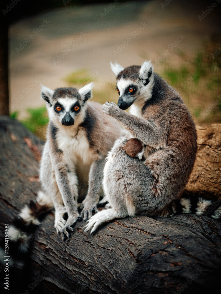 Fototapeta premium ring tailed lemur