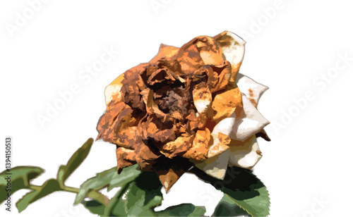 a white rose that has begun to wilt and rot