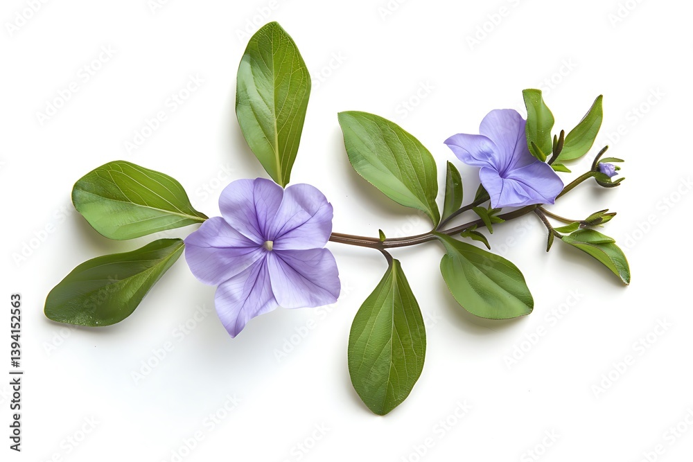 Obraz premium Purple Periwinkle Isolated on White Background. Beautiful Periwinkle Flower