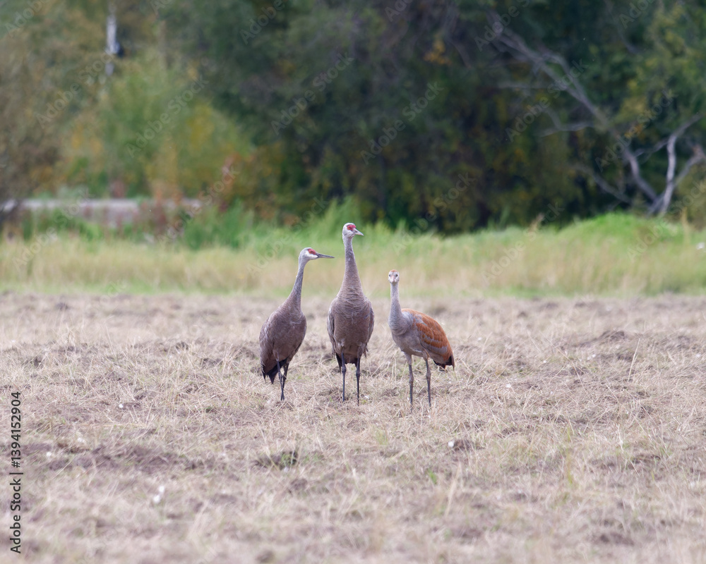 Fototapeta premium Sandhill cranes (Antigone canadensis) at Chena Lake Recreation Area in Alaska, USA