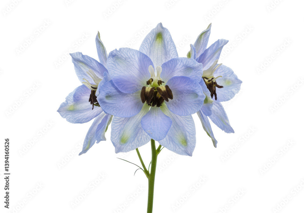 Obraz premium Beautiful blue delphinium flowers arranged elegantly against a white backdrop