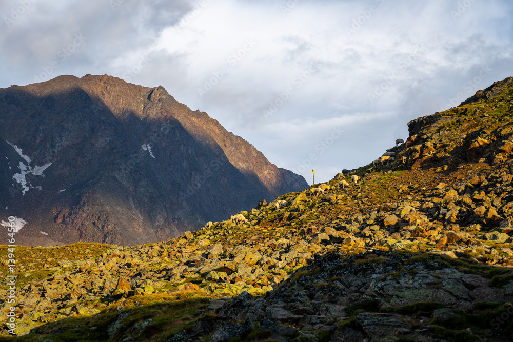 Fototapeta premium A herd of sheep grazes peacefully in a mountainous area, surrounded by rocky terrain and towering peaks under a partly cloudy sky. The setting captures the essence of rural life.