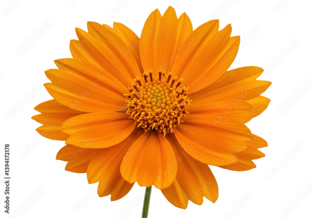 Vibrant orange flower with detailed petals and center, isolated on a clean background Vibrant orange flower with detailed petals and center, isolated on a clean background