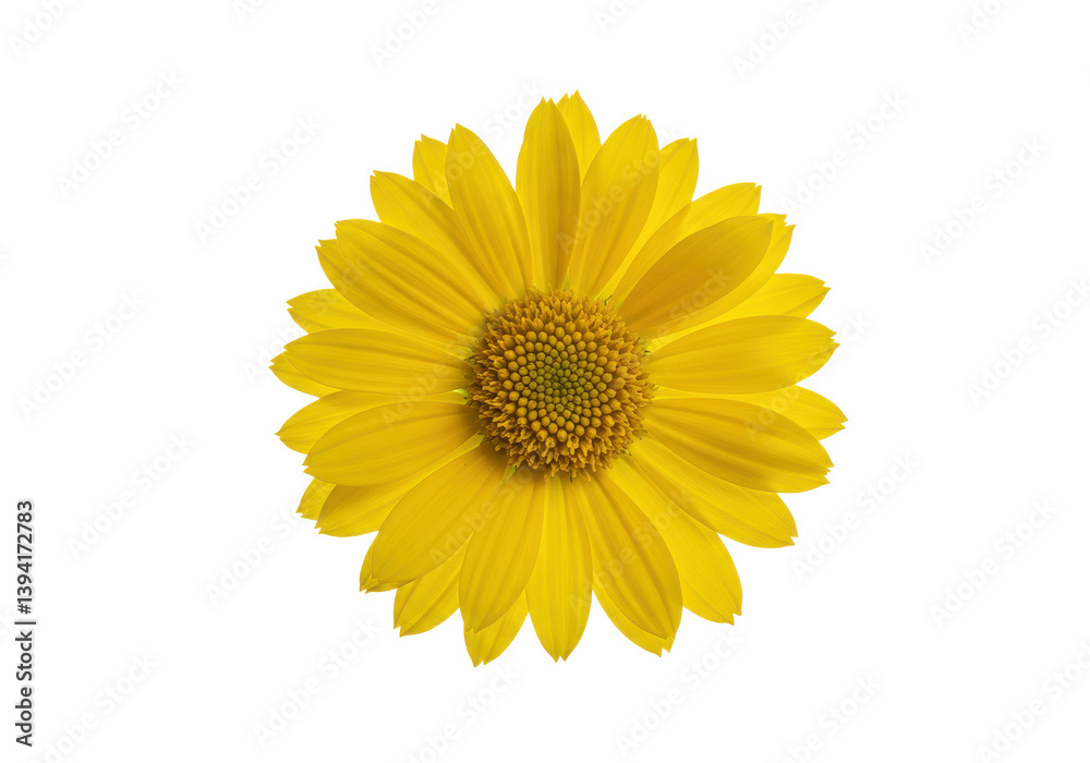 Bright yellow flower with a detailed center, isolated on a black background