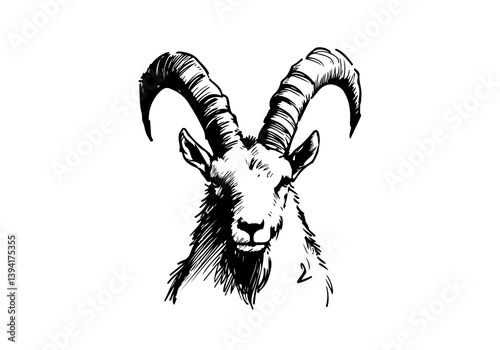 Ibex Mountain Goat hand drawn sketch illustration vector