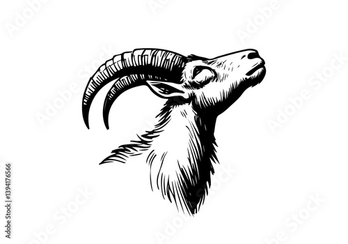 Ibex Mountain Goat hand drawn sketch illustration vector