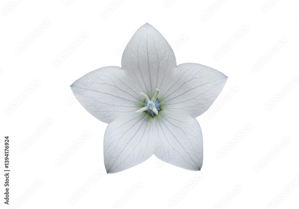 Obraz premium Delicate white flower with intricate veins against a black background