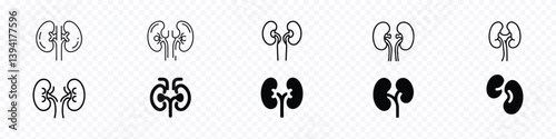 Kidneys Icon, human kidneys and urinary system icon, kidney icon