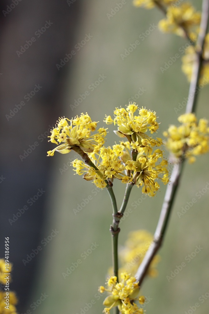 Yellow flowering cornellian cherry, lat. Cornus mass in early spring. Detail of dogwood tree branches full of beautiful flowers. Yellow flowering cornellian cherry, lat. Cornus mass in early spring. Detail of dogwood tree branches full of beautiful flowers.
