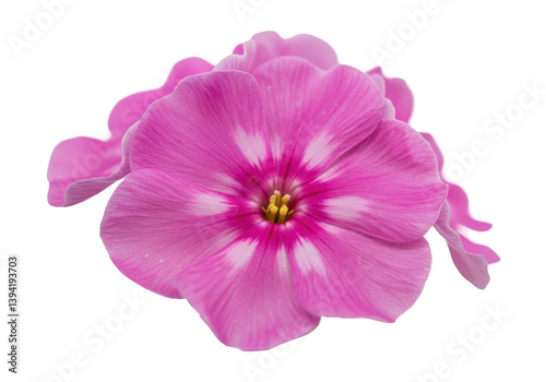 Vibrant pink flower with delicate petals and striking white patterns against a black background