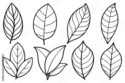Rubber Tree Leaf Line Art Detailed Drawing for Artistic Project 