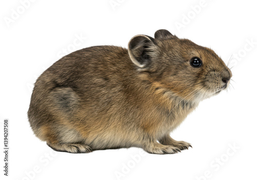 Close-up of a small rodent sitting on a white background, showcasing its fur texture