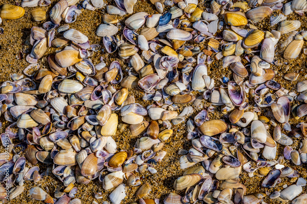 Group of freshly washed up sea shells along the shoreline