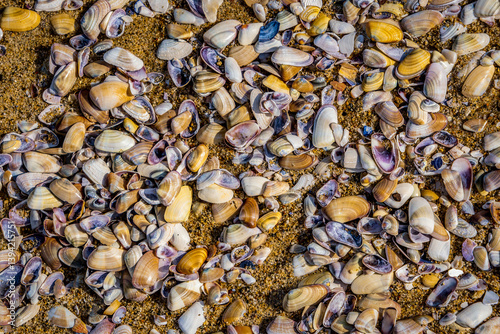 Obraz na płótnie Group of freshly washed up sea shells along the shoreline w salonie