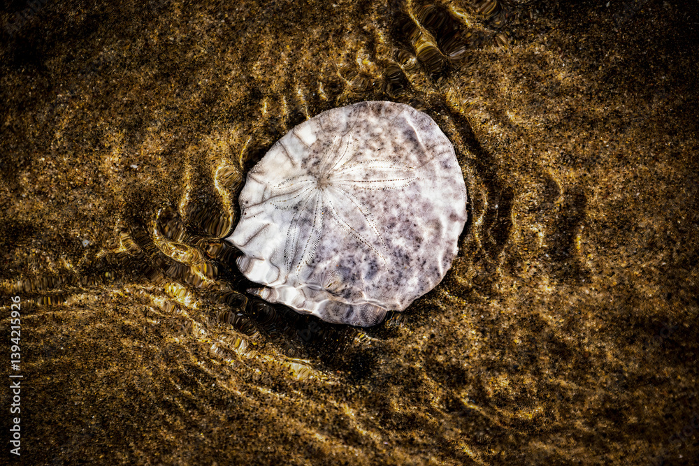Water cascading over sand dollar along the beach shoreline
