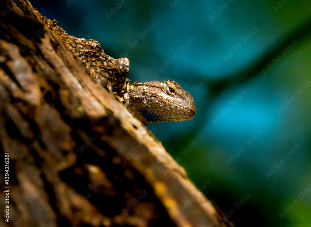 Small lizard poking his head out from behind a log