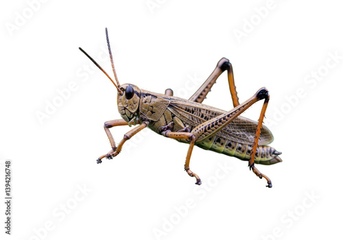 Close-up of a grasshopper perched on a leaf, showcasing its intricate details and vibrant colors