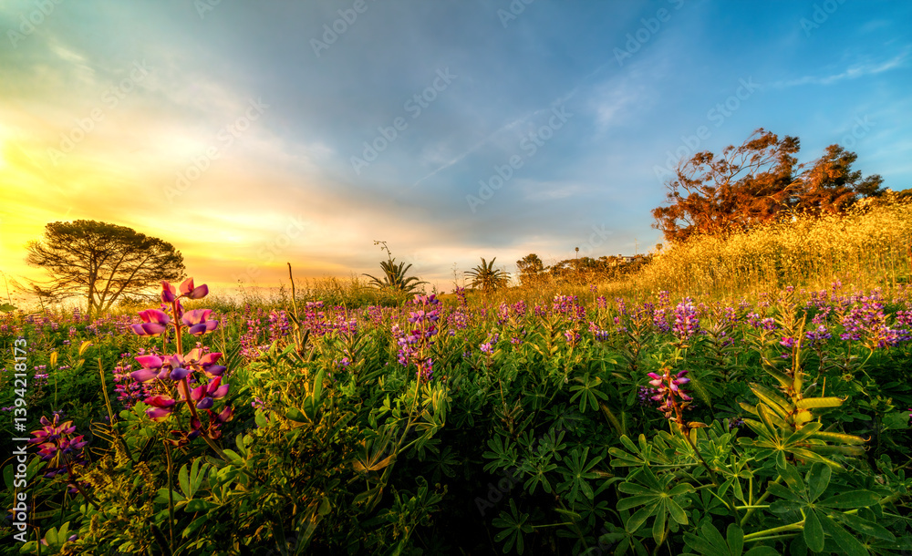 Springtime bloom of various colors of flowers, trees with cloudy blue Springtime sky