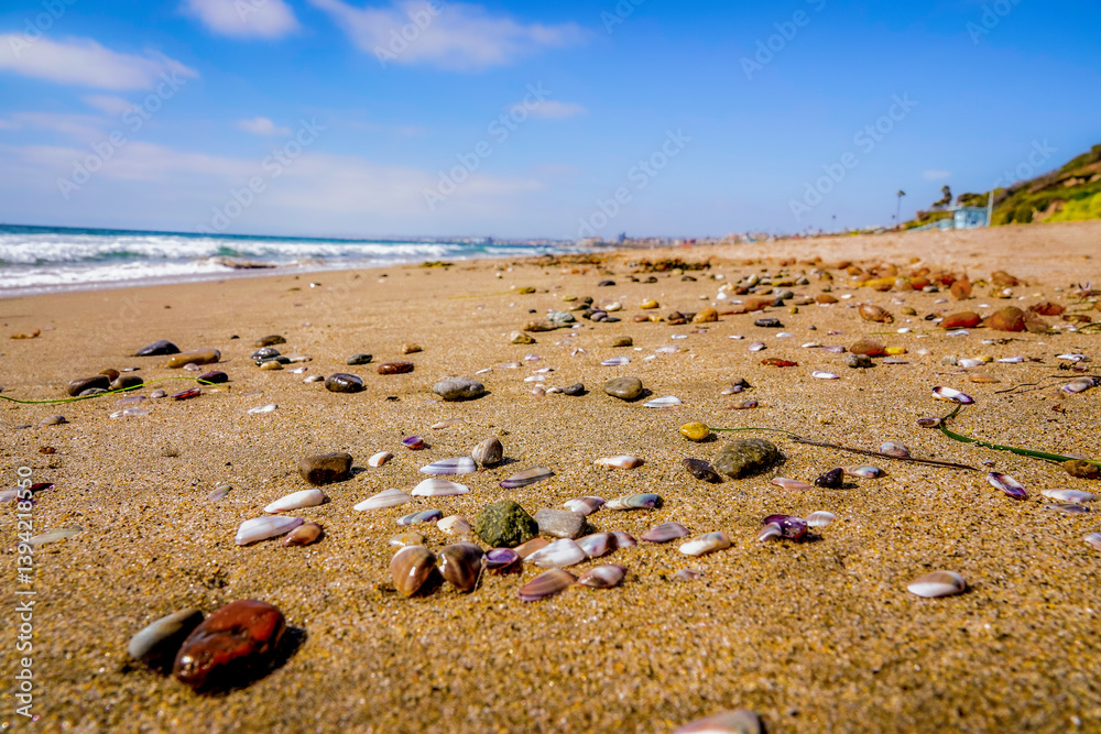 Low angle photograph of shoreline of beach covered in shells and sea life
