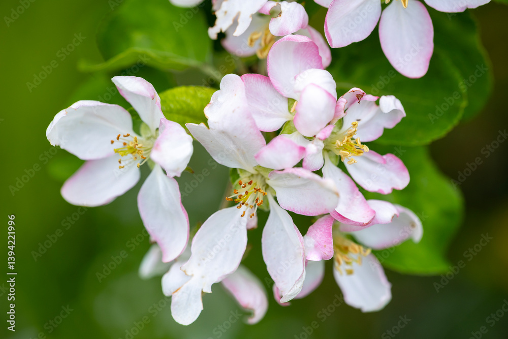 A cluster of delicate white apple blossoms with a hint of pink and yellow stamens blooms on a branch with green leaves