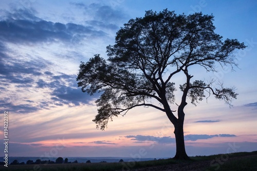 Tree in evening light