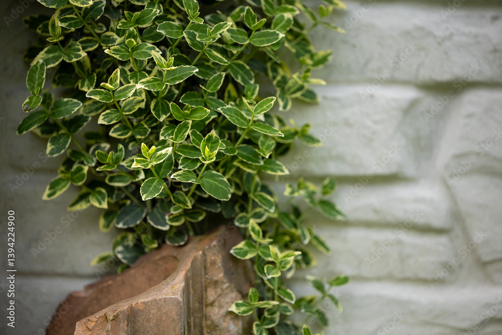 Obraz premium Lush green euonymus foliage with variegated leaves grows against a light-colored brick wall