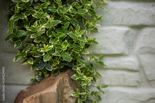 Lush green euonymus foliage with variegated leaves grows against a light-colored brick wall photo