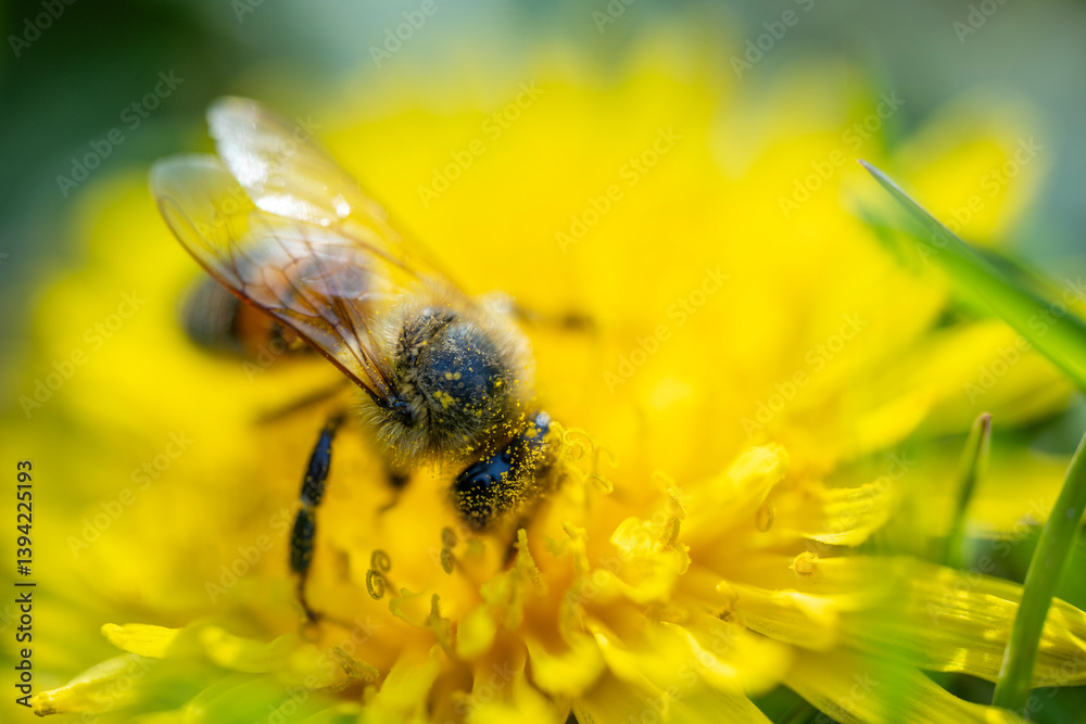 a macro shot of a honeybee covered in yellow pollen collecting nectar from a bright yellow dandelion flower against a blurred green background
