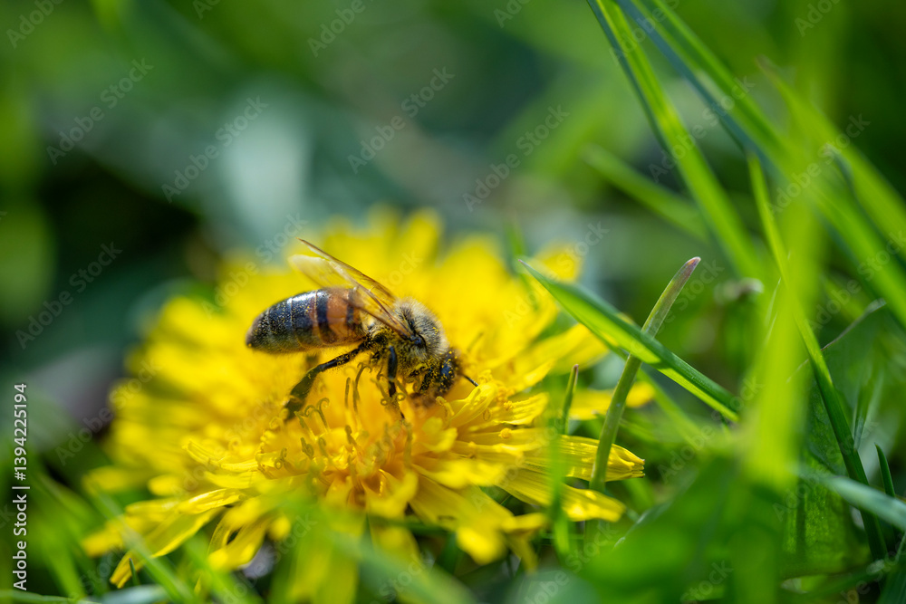 a macro shot of a honeybee covered in yellow pollen collecting nectar from a bright yellow dandelion flower against a blurred green background