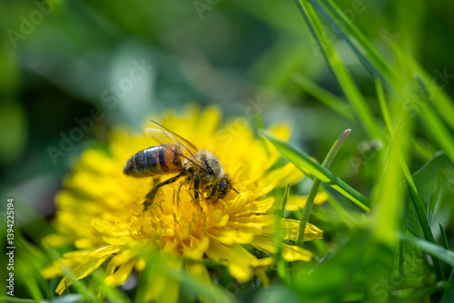 Obraz na płótnie a macro shot of a honeybee covered in yellow pollen collecting nectar from a bright yellow dandelion flower against a blurred green background w salonie