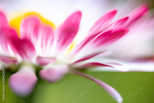 A macro shot and slightly blurred view of a pink and white daisy (Bellis perennis) with a bright yellow disc floret