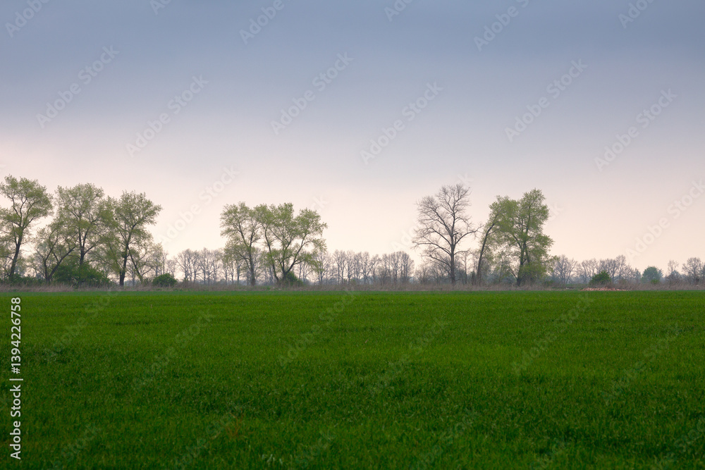Fototapeta premium A wide view of a lush green field stretching under an overcast grey sky, with a line of trees showing varying stages of foliage in the distance, suggesting early spring