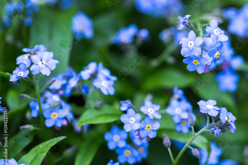 A close-up of several small light blue forget-me-not flowers with bright yellow centers against a blurred green background photo