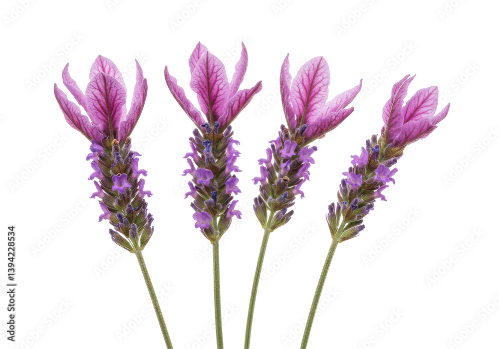 Obraz premium Vibrant lavender flowers showcasing their delicate petals against a white background