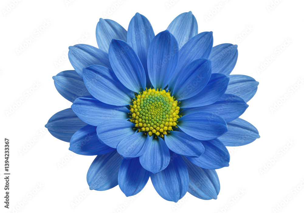 Fototapeta premium Vibrant blue flower with intricate petals and yellow center against a black backdrop