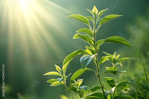 green plant growing up on green background with sun ray
