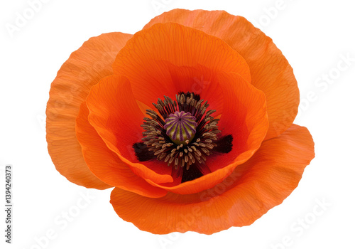 Vibrant orange poppy flower in full bloom showcasing intricate details and textures