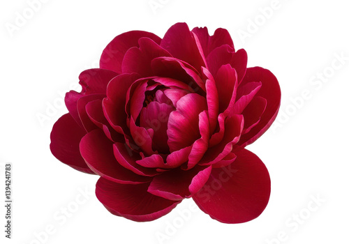 Vibrant pink peony flower in full bloom against a black background