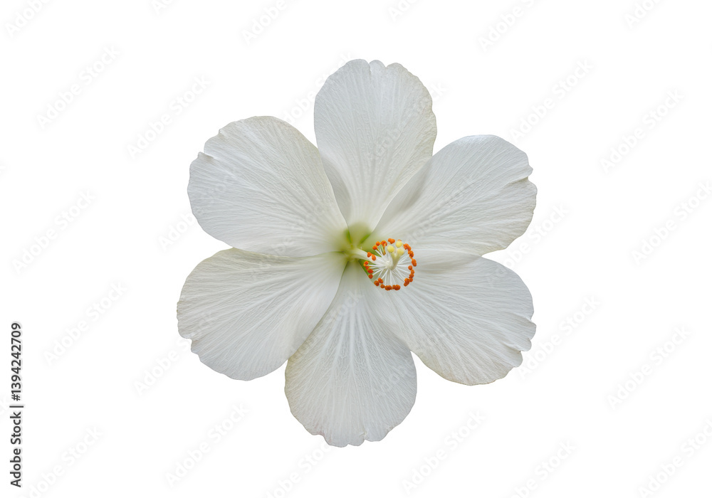 White hibiscus flower isolated on black background showcasing delicate petals White hibiscus flower isolated on black background showcasing delicate petals