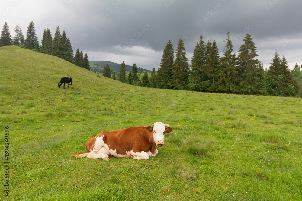 Naklejka premium A cows in a mountain meadow