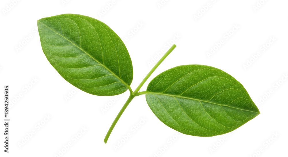 Isolated Green Leaves on Stem Isolated Green Leaves on Stem