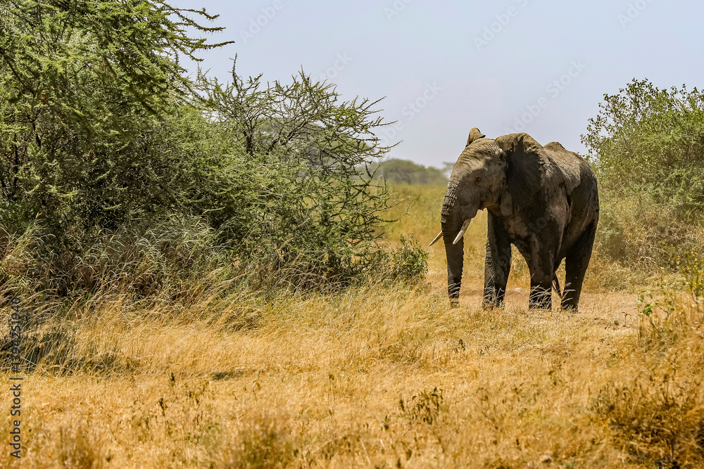 Obraz premium Elefant