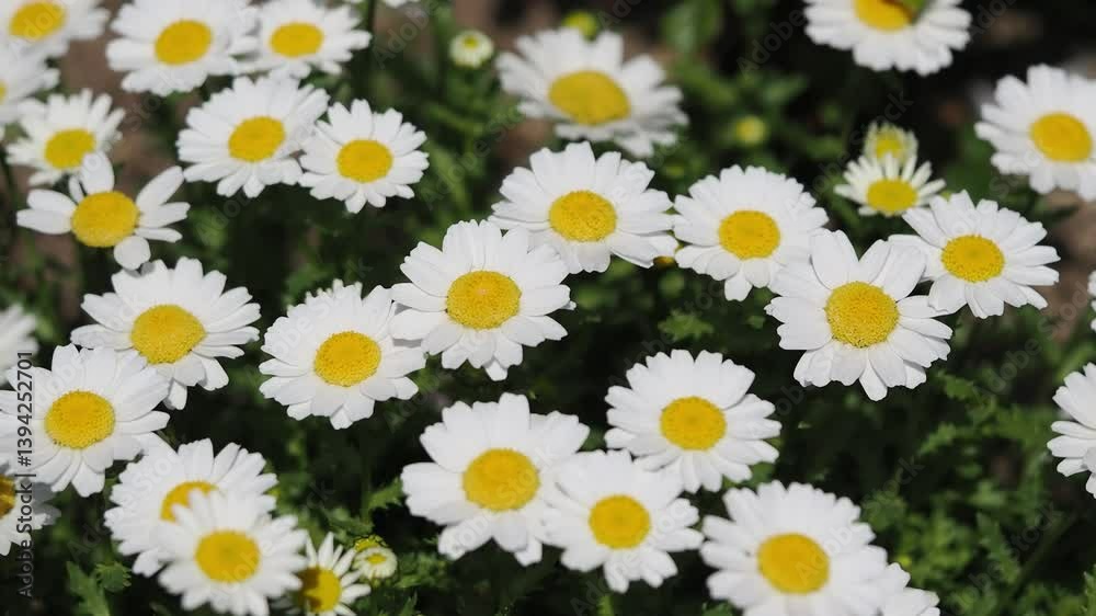 花壇に咲くカンシロギク 花壇に咲くカンシロギク
