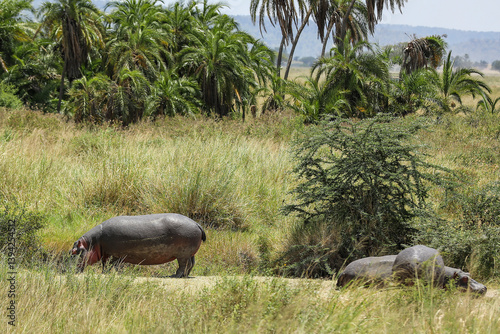 Flusspferde unter Palmen